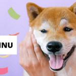 Shiba Inu